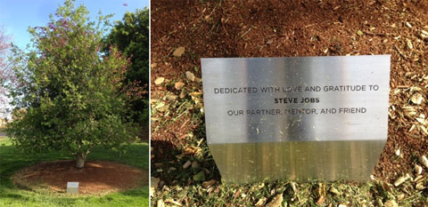 Árbol de Steve Jobs