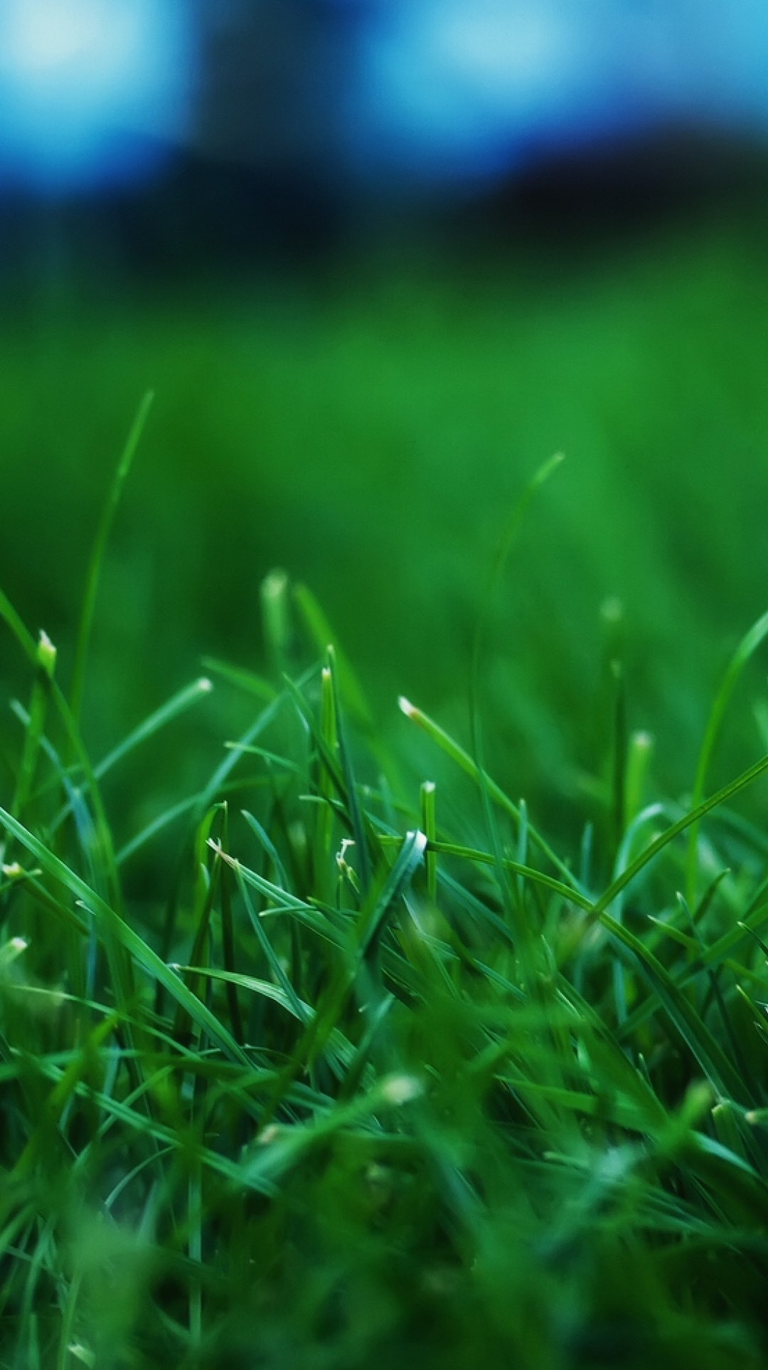 Fondo de pantalla semanal: Briznas de hierba | iPhoneros