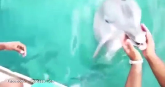 Delfin con el iPhone en la boca