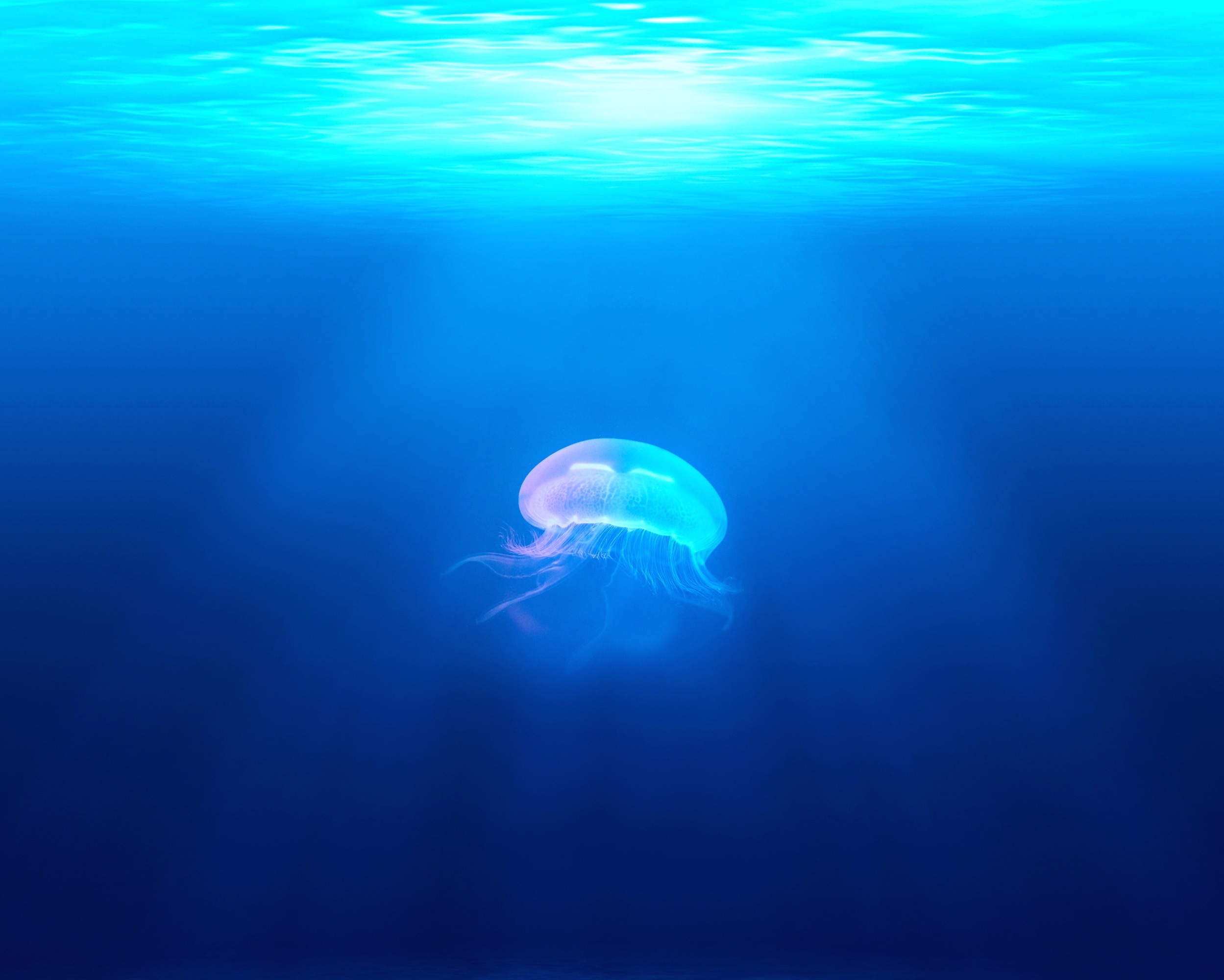Top 65+ imagen fondos de pantalla de medusas