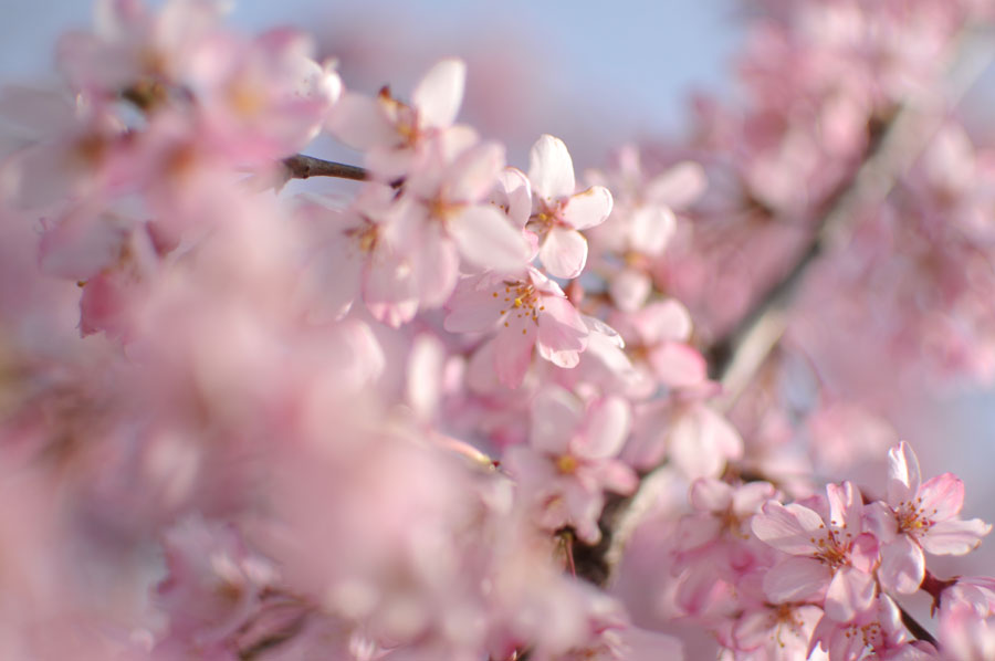 Fondo de pantalla semanal: Sakura en iPhoneros