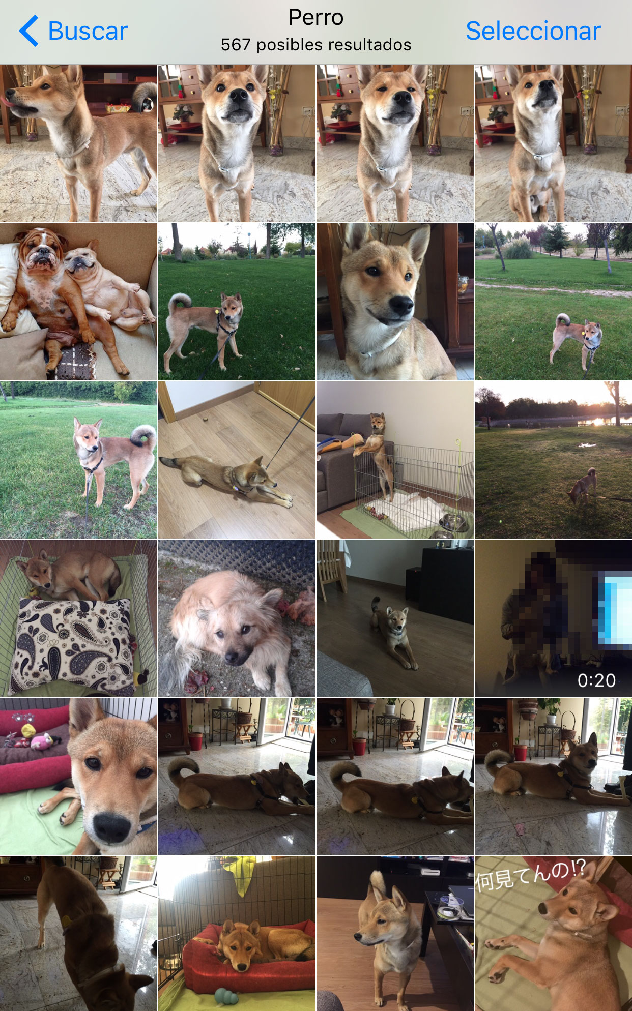 Encontrando Perros con la App de Fotos en iOS 10