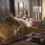 Gato gigante