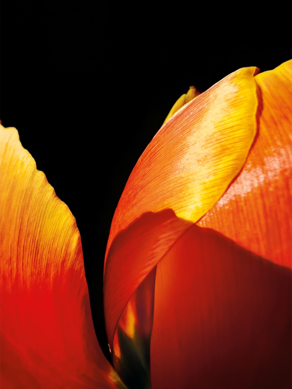 The Final Bloom (tulip) de Hojisan