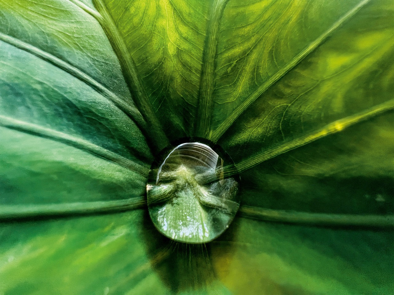 Hidden Gem (water bead in leaf) de Jirasak Panpiansin