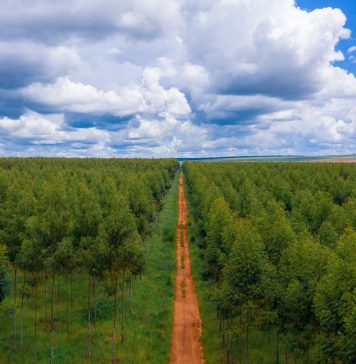 Zona reforestada con fondos de Apple