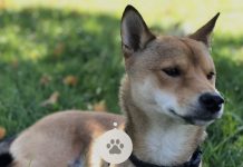 La App de Fotos en iOS 16 ya permite detectar una raza determinada de perro simplemente utilizando la opción de más información de la imagen y el sistema automático de reconocimiento de imágenes