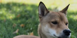 La App de Fotos en iOS 16 ya permite detectar una raza determinada de perro simplemente utilizando la opción de más información de la imagen y el sistema automático de reconocimiento de imágenes