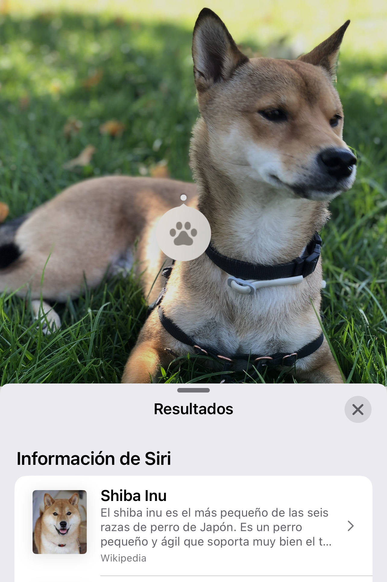 La App de Fotos en iOS 16 ya permite detectar una raza determinada de perro simplemente utilizando la opción de más información de la imagen y el sistema automático de reconocimiento de imágenes