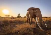 El elefante Craig, una celebridad en África