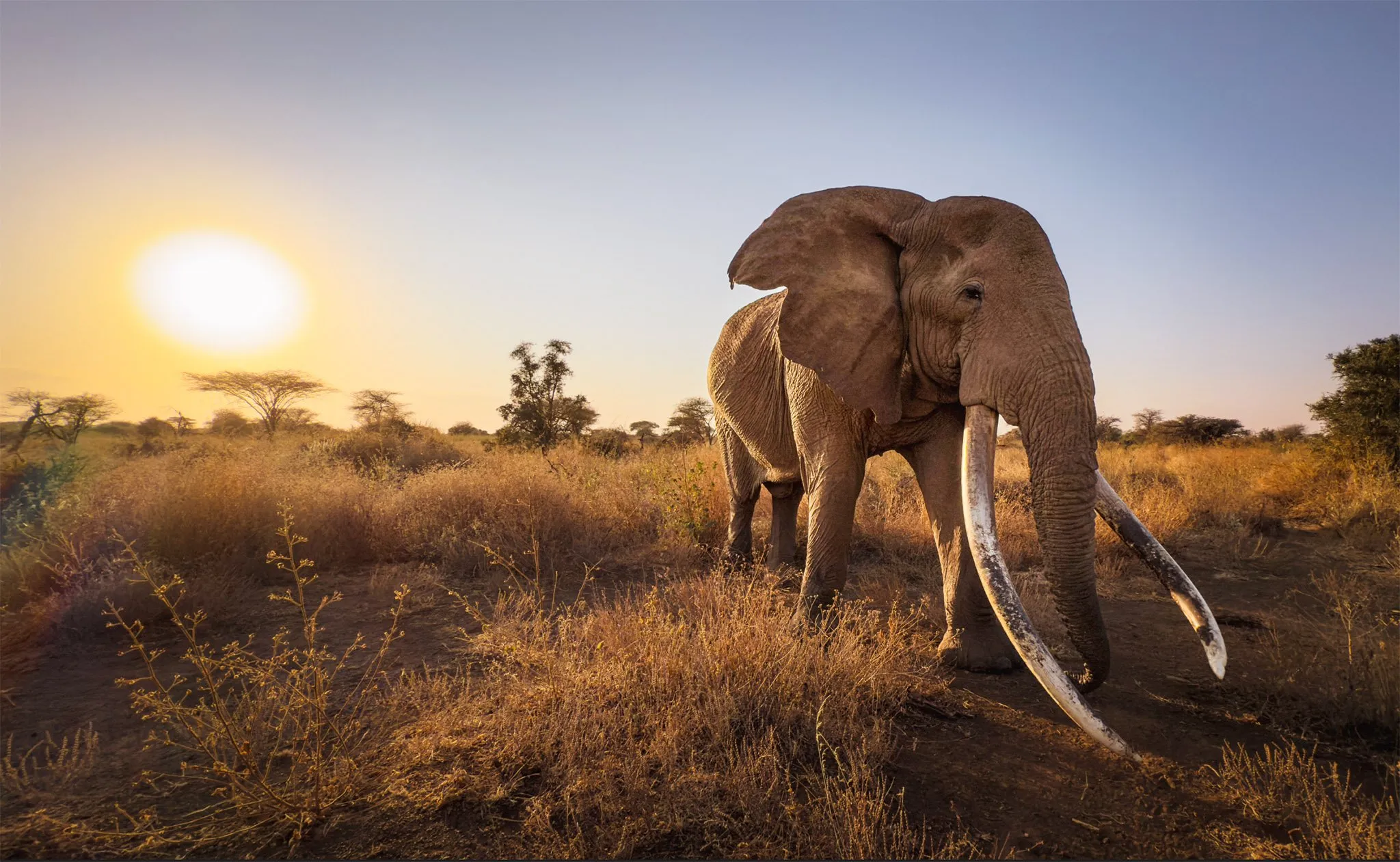 El elefante Craig, una celebridad en África