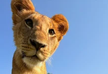 Un leoncito de cerca, en una foto hecha con un iPhone 16 Pro. El león también quería verlo de cerca, preguntándose cómo era posible que este señor tuviera uno antes de que se vendiera