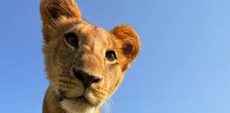 Un leoncito de cerca, en una foto hecha con un iPhone 16 Pro. El león también quería verlo de cerca, preguntándose cómo era posible que este señor tuviera uno antes de que se vendiera