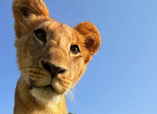 Un leoncito de cerca, en una foto hecha con un iPhone 16 Pro. El león también quería verlo de cerca, preguntándose cómo era posible que este señor tuviera uno antes de que se vendiera