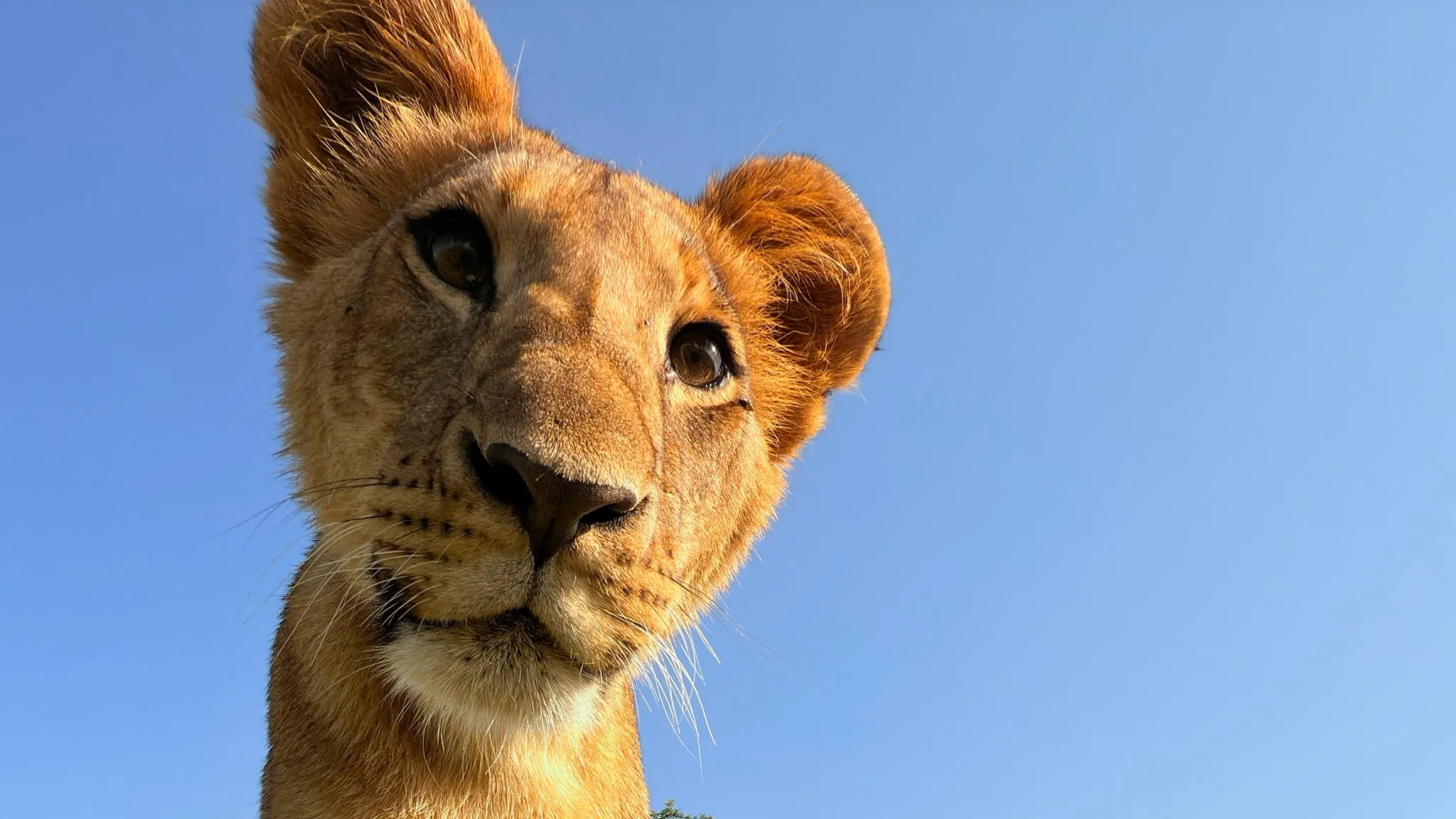 Un leoncito de cerca, en una foto hecha con un iPhone 16 Pro. El león también quería verlo de cerca, preguntándose cómo era posible que este señor tuviera uno antes de que se vendiera