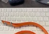 Supuestas correas o colgantes Crossbody Strap de Apple
